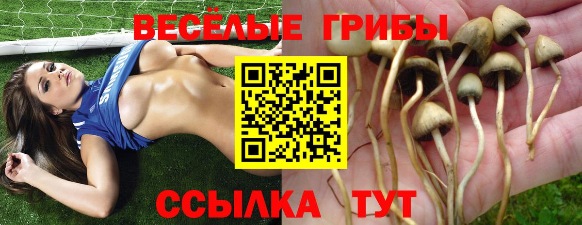 Галлюциногенные грибы Cubensis Коломна